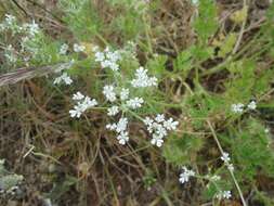 Слика од Daucus durieua Lange