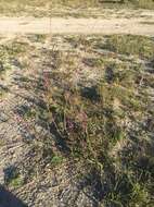 Image de Verbena simplex var. orcuttiana (L. M. Perry) N. O'Leary