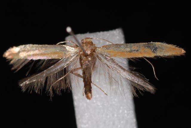 Image of Caloptilia acerifoliella (Chambers 1875)