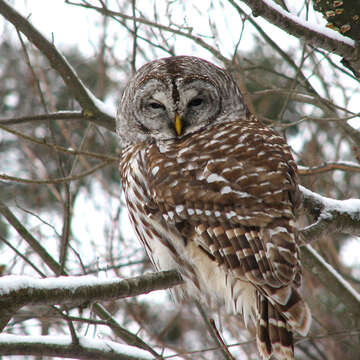 Image of Barred Owl