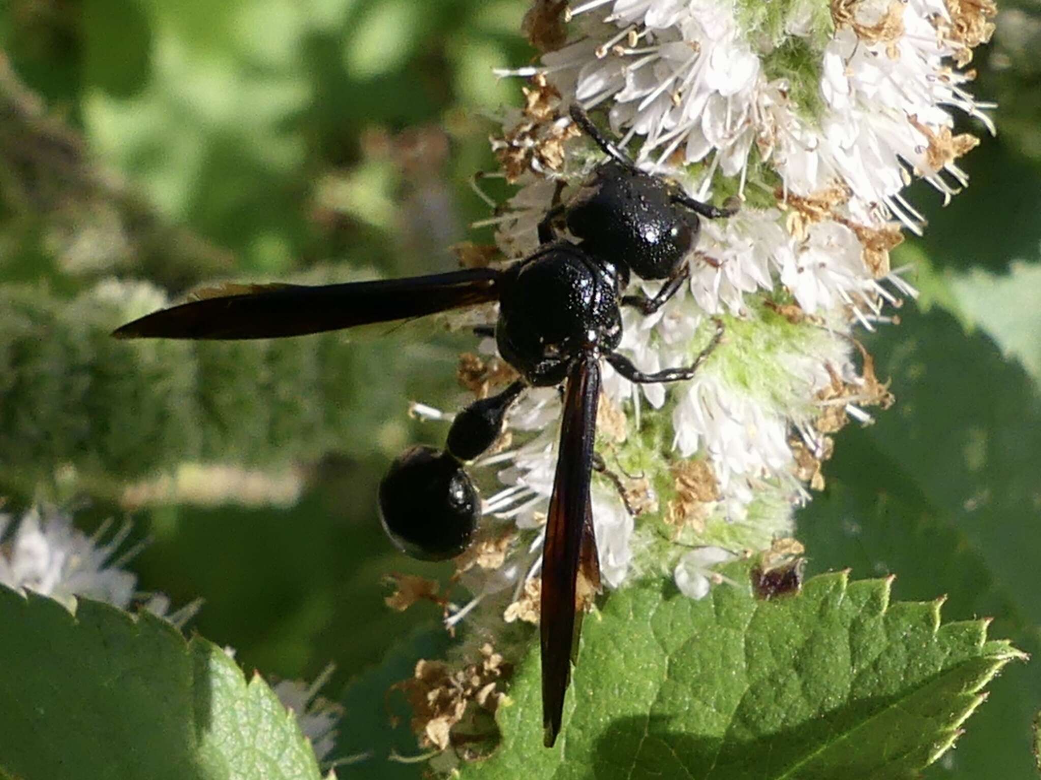 Image of <i>Zethus <i>spinipes</i></i> spinipes