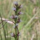 Image of Cathcart leek orchid