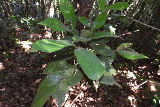 Lasianthus cyanocarpus Jack resmi