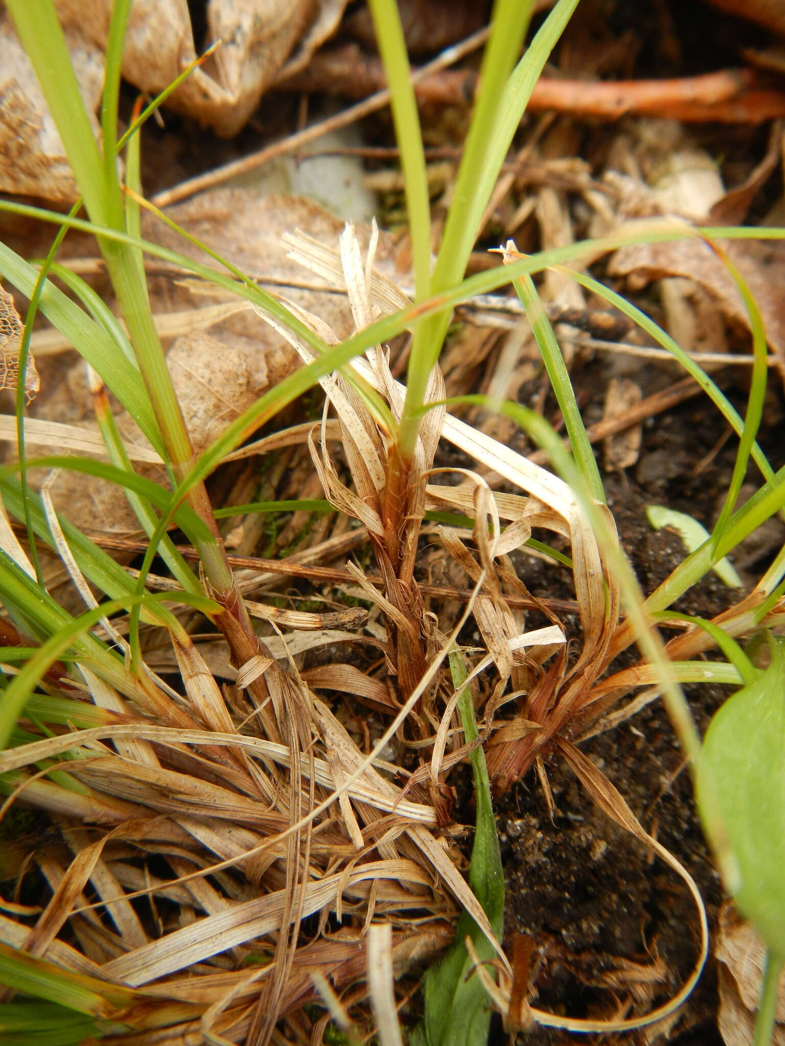 Image of Peck's sedge