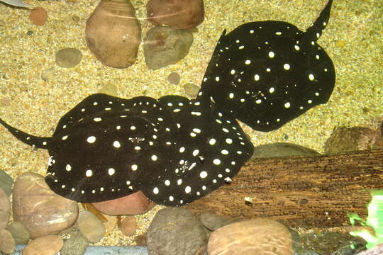 Image of Xingu River Ray