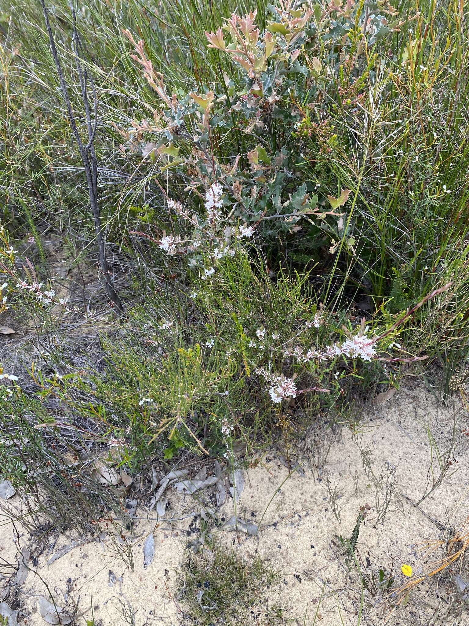 Image of Brachyloma depressum (F. Muell.) Benth.