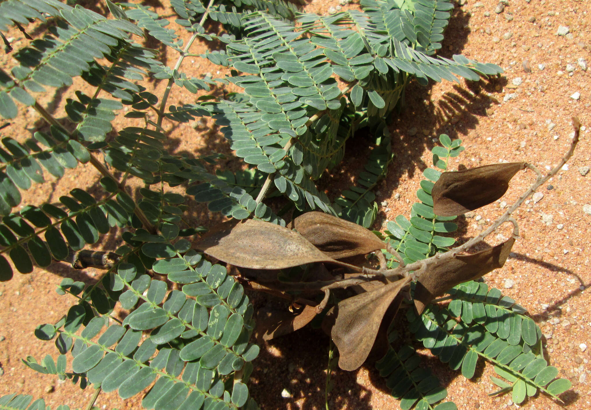 Image of African weeping-wattle