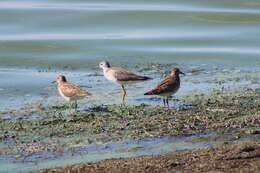 Image of Pectoral Sandpiper