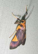 Image of Ulopeza conigeralis Zeller 1852