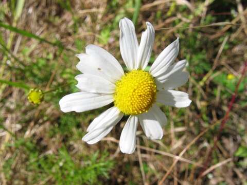 Imagem de Tripleurospermum inodorum (L.) Sch.-Bip