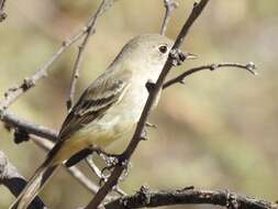 Image of American Grey Flycatcher