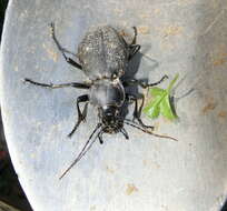 Image of Carabus (Procrustes) coriaceus Linnaeus 1758