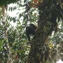 Image of Peruvian Yellow-tailed Woolly Monkey