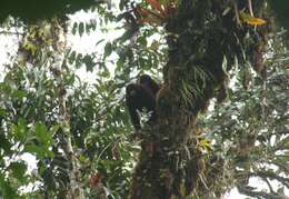 Image of Peruvian Yellow-tailed Woolly Monkey