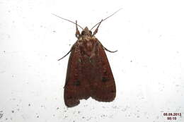 Image of Large Yellow Underwing