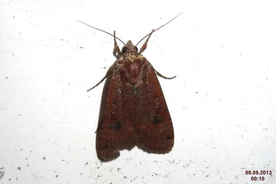 Image of Large Yellow Underwing