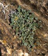 Image of Coville's dwarf sand verbena