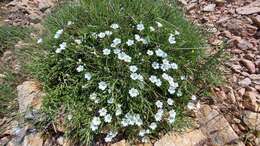 صورة Cerastium soleirolii Duby