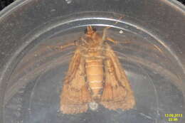 Image of copper underwing