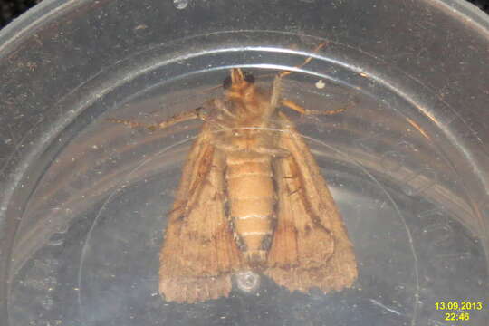 Image of copper underwing