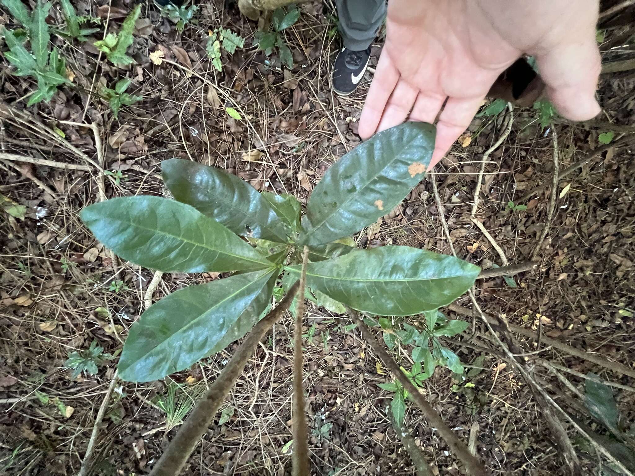 Image of Large-flowered ochna