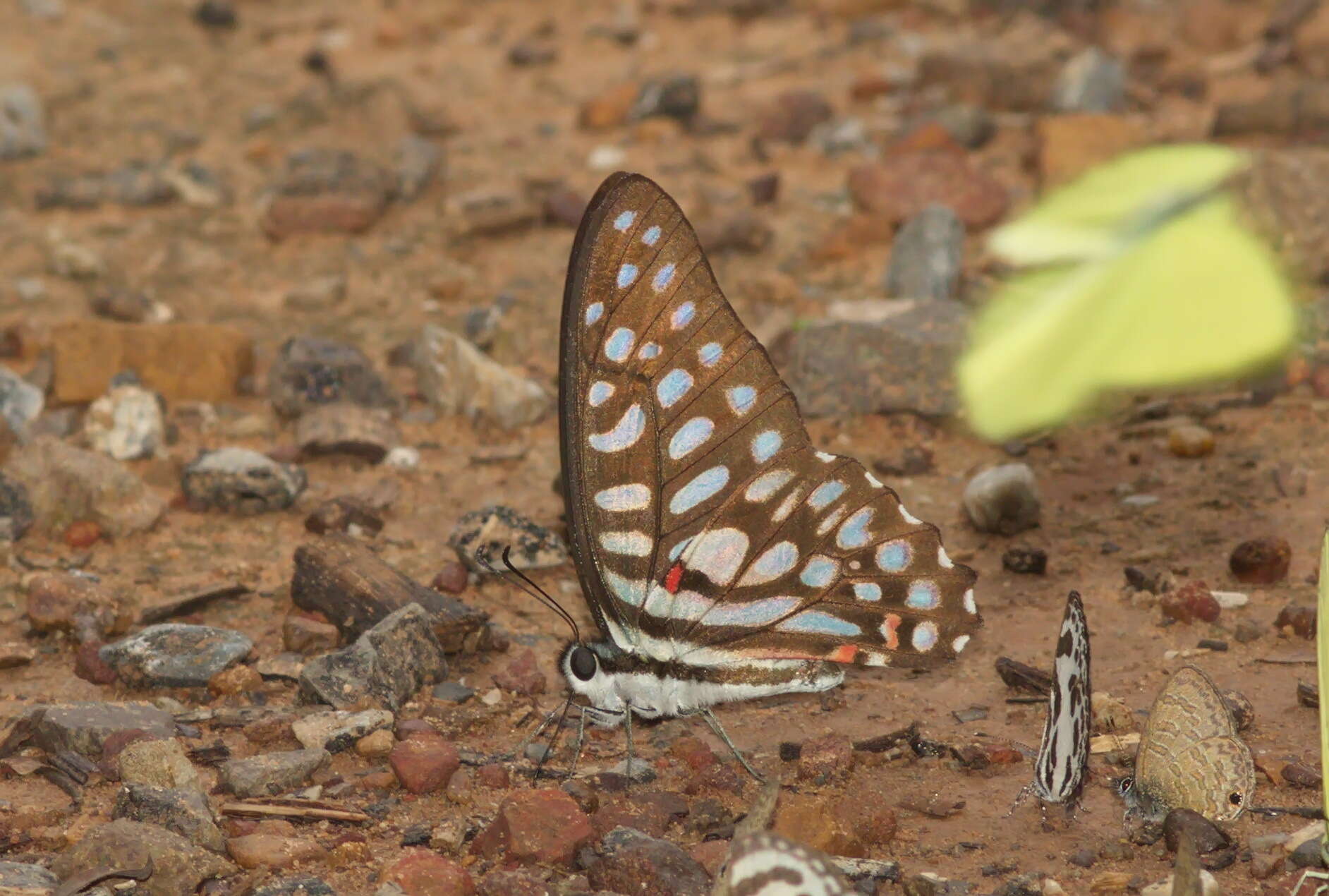 Image de Graphium arycles (Boisduval 1836)