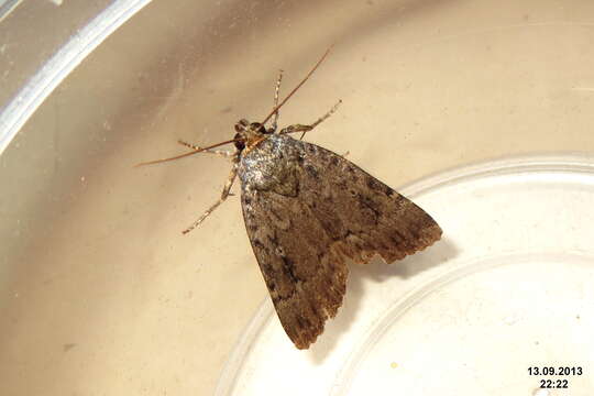 Image of copper underwing