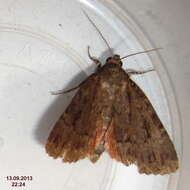 Image of copper underwing