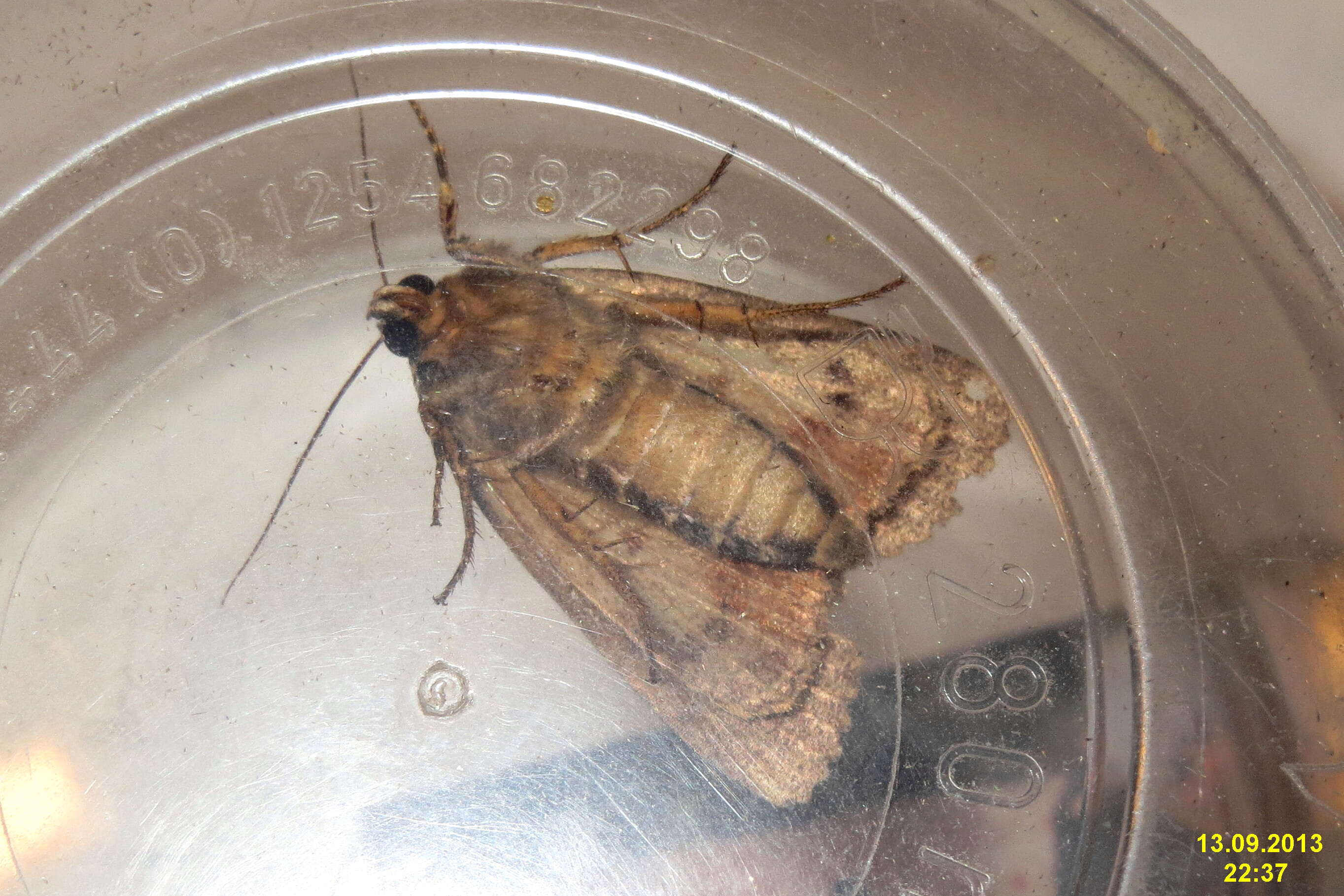 Image of copper underwing