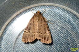 Image of copper underwing