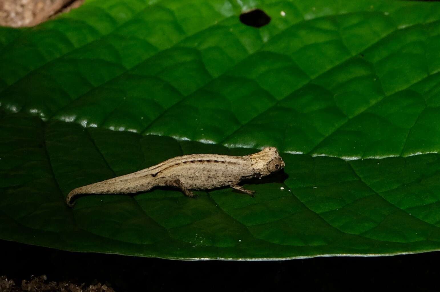 Image of Pygmy stump-tailed chameleon