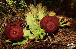 Sivun Ceropegia melanantha (Schltr.) Bruyns kuva