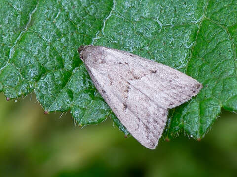 Image of Hypenodes humidalis Doubleday 1850