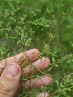 Image of Veronica anagalloides Guss.