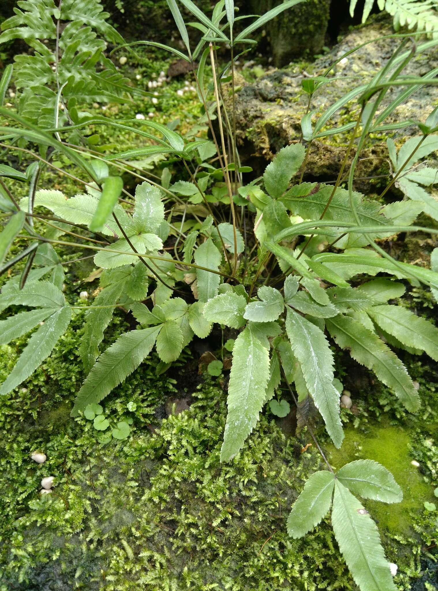 Image of Pteris ryukyuensis Tag.