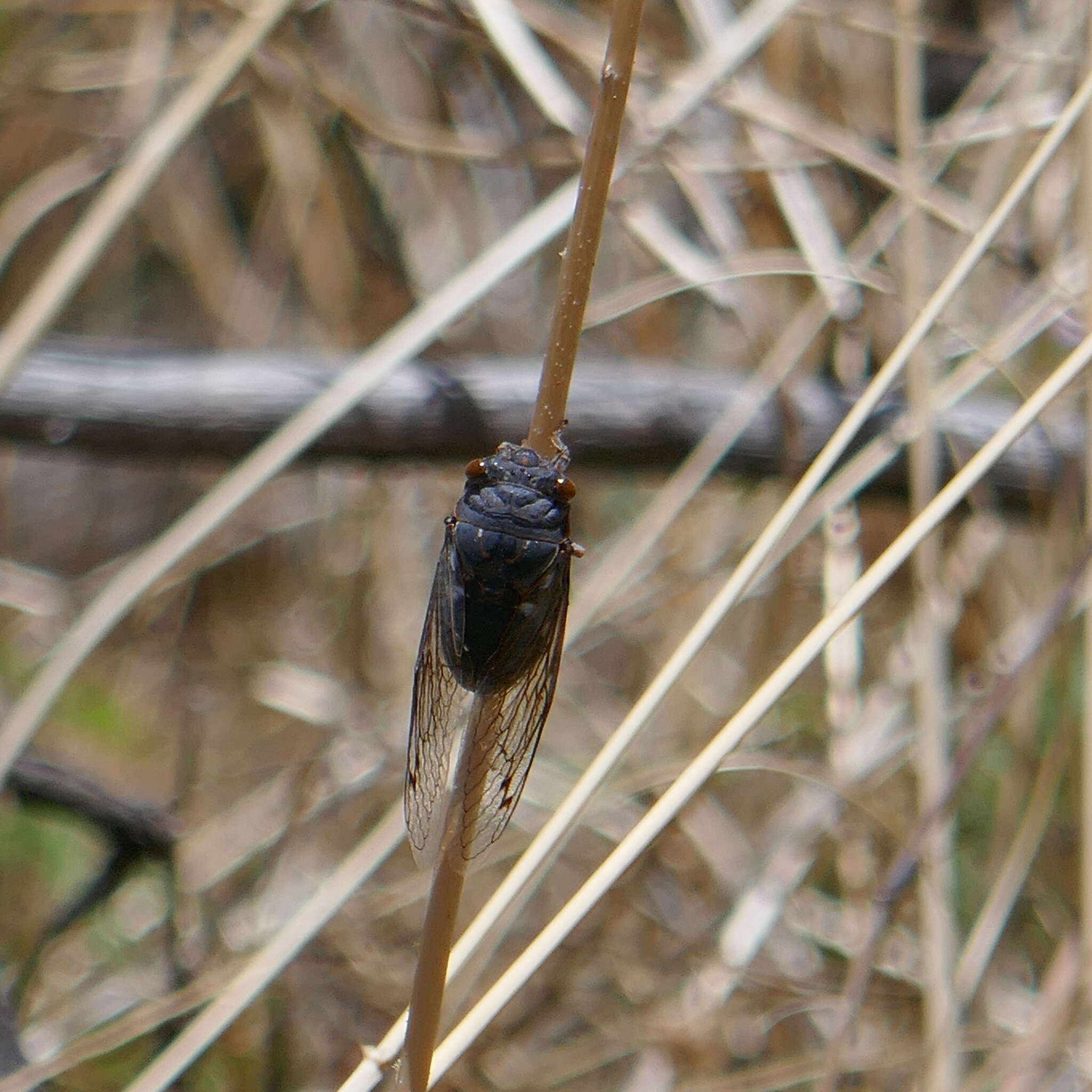 Image de Hadoa chiricahua (Davis & W. T. 1923)