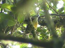 Image of Five-colored Barbet