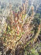 Sivun Salicornia ramosissima J. Woods kuva