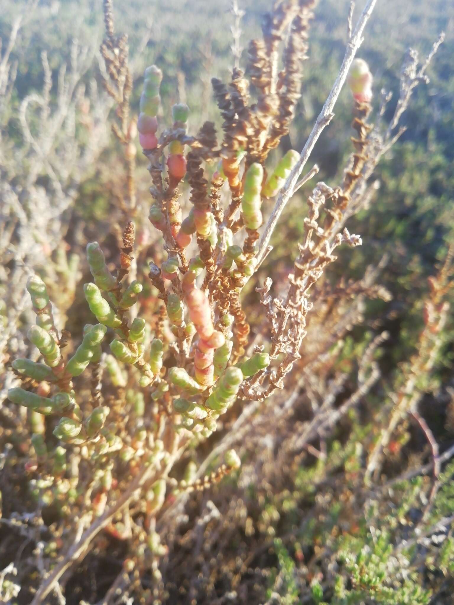 Sivun Salicornia ramosissima J. Woods kuva