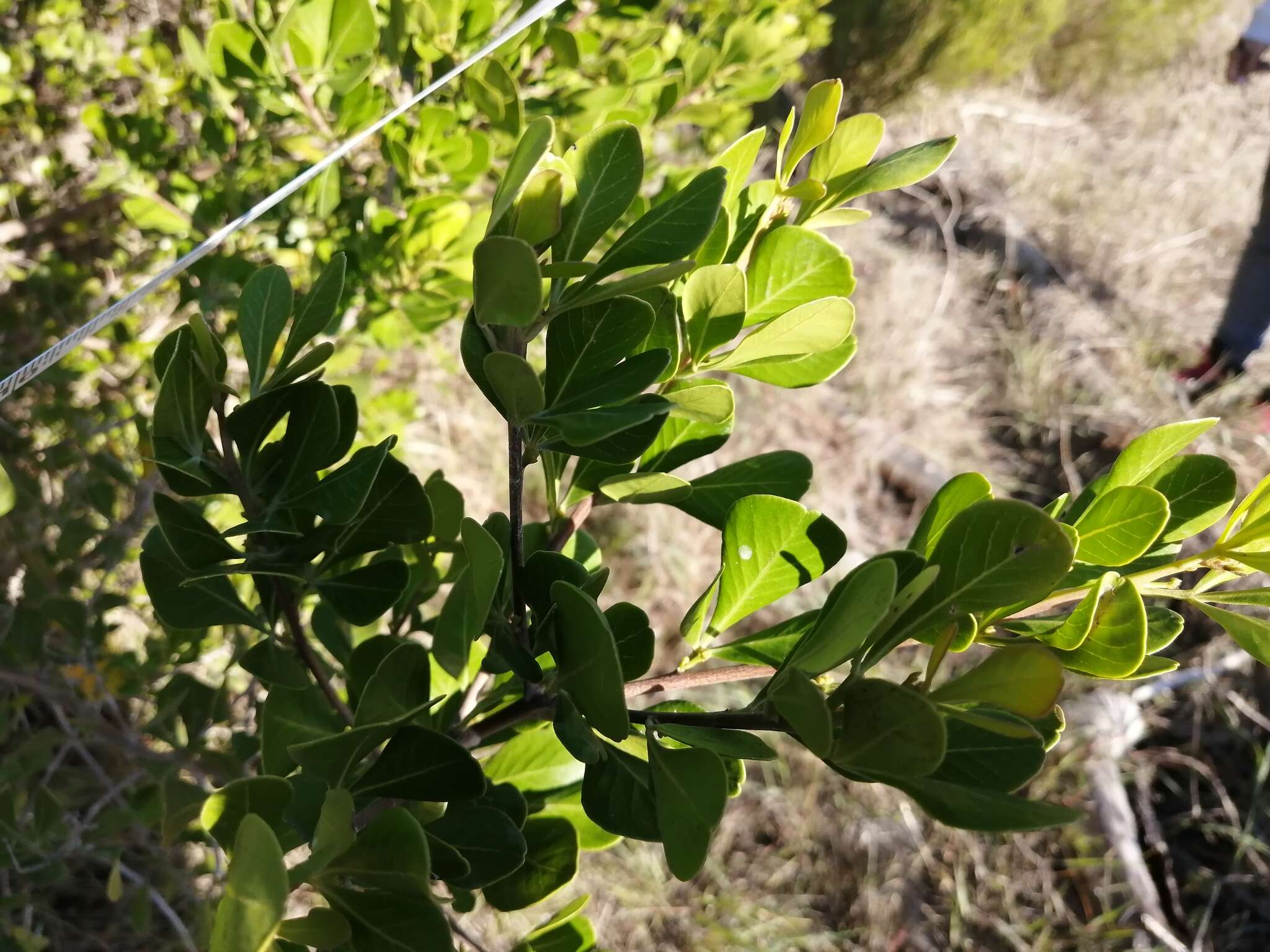 Image of Searsia lucida (L.) F. A. Barkley