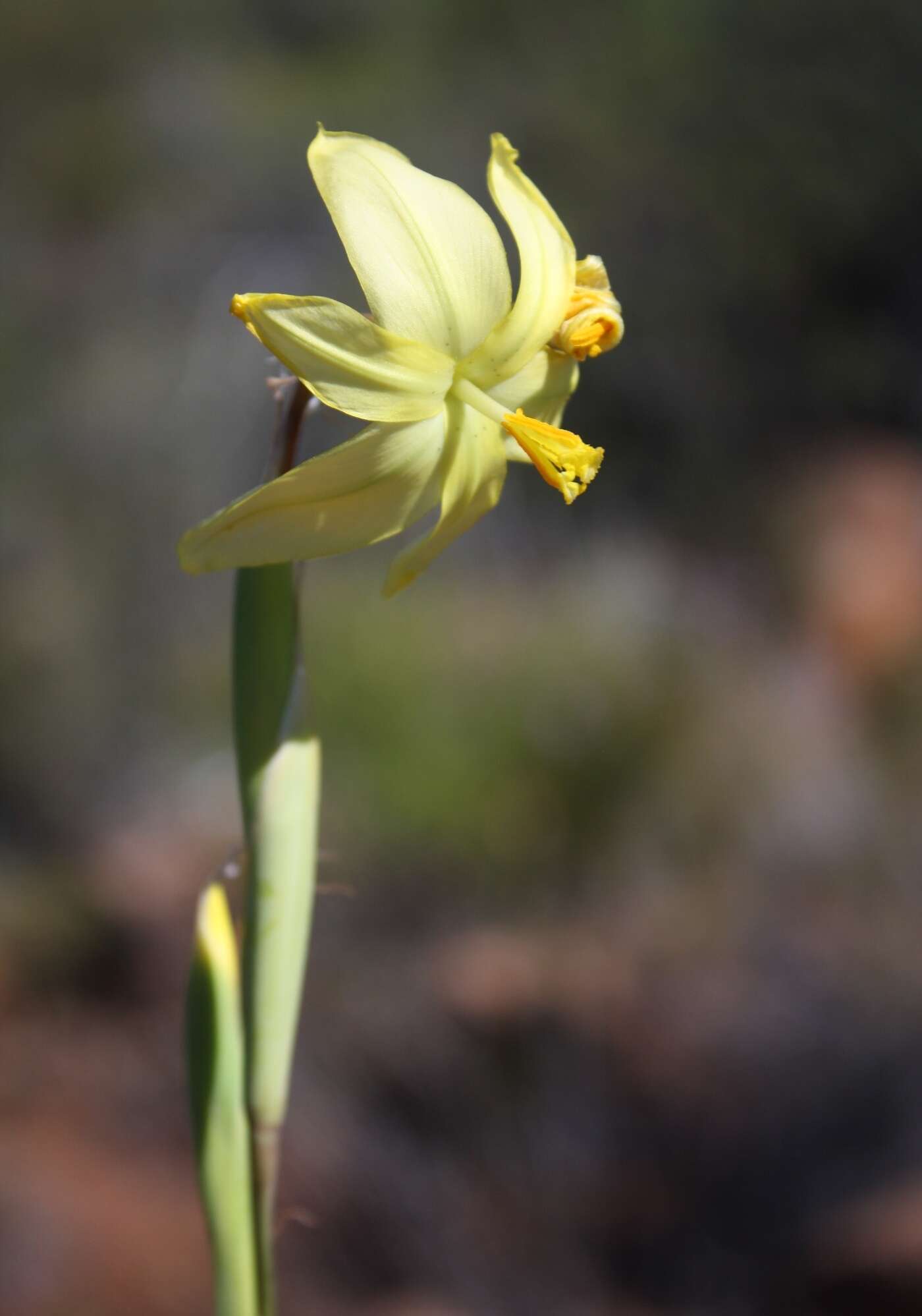 Image of Moraea reflexa Goldblatt