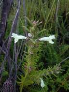 Image of Chloanthes stoechadis R. Br.