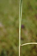 Plancia ëd Stipa pontica P. A. Smirn.