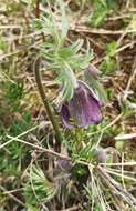 Imagem de Pulsatilla pratensis subsp. hungarica Soó