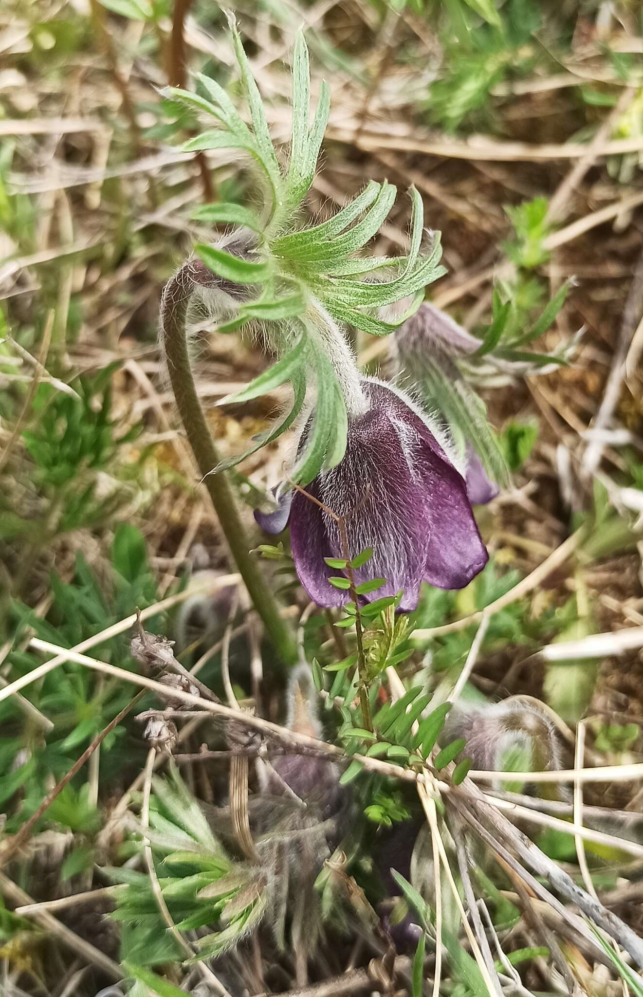 Imagem de Pulsatilla pratensis subsp. hungarica Soó