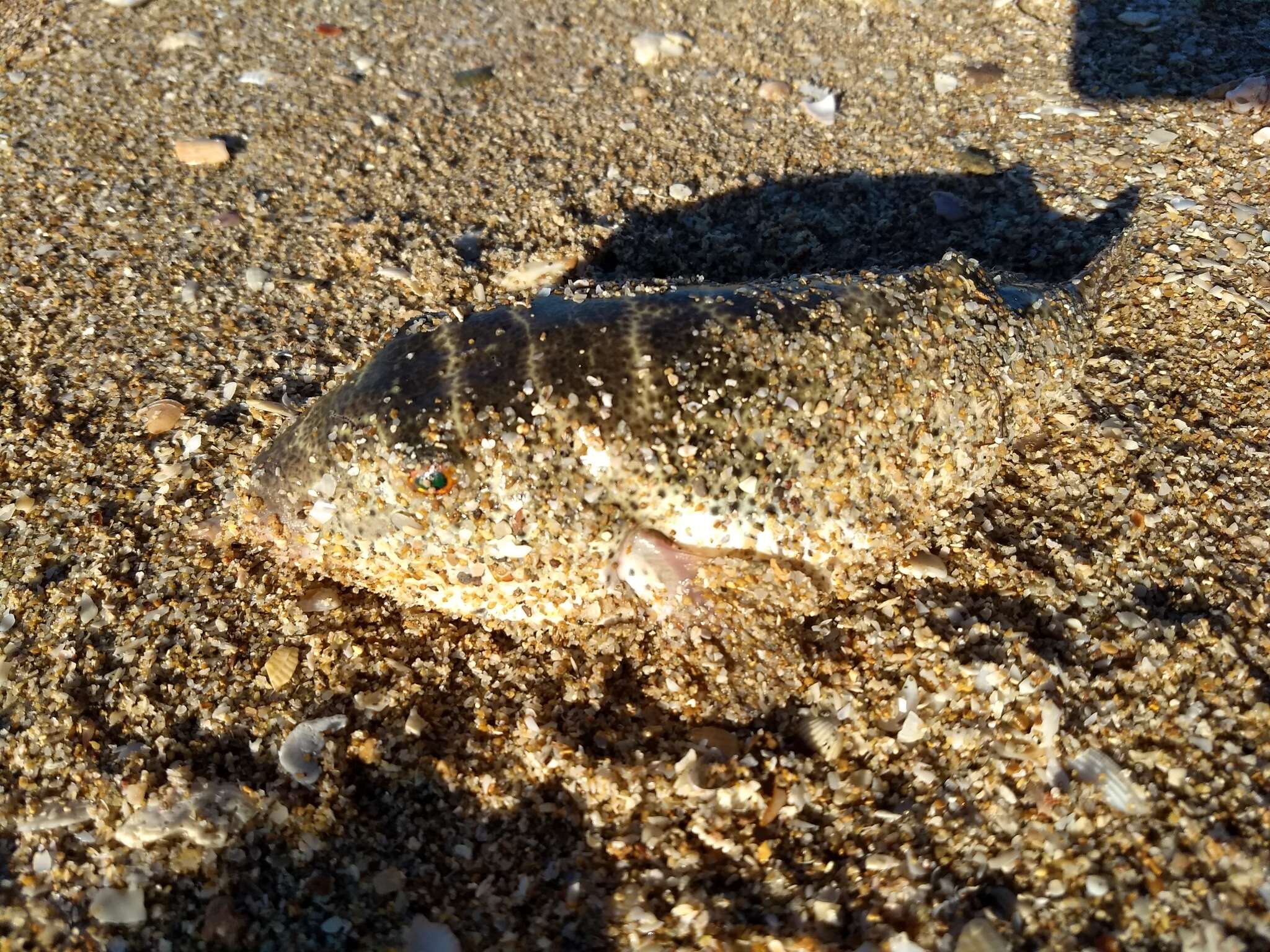 Image of Bullseye Puffer