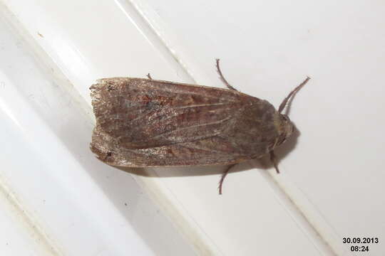 Image of Large Yellow Underwing