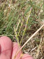 Image of curly-mesquite