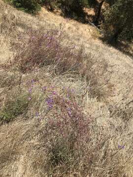 Image of bunchleaf penstemon