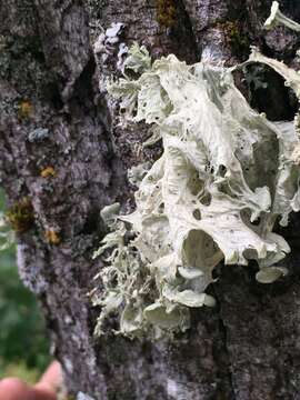 Image of cartilage lichen